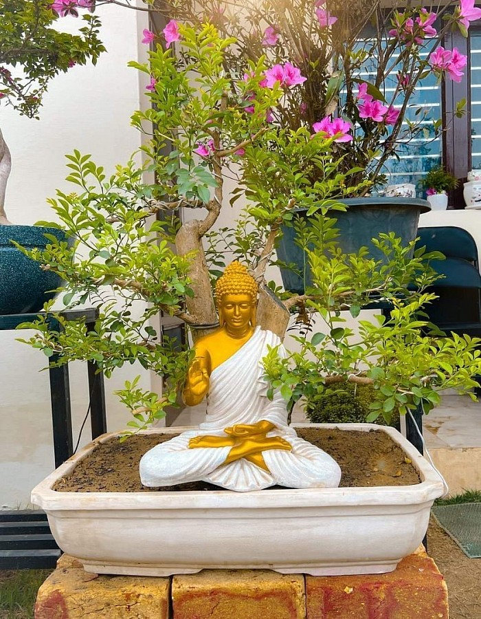 25 Years Old Thailand Imported Kamini Bonsai