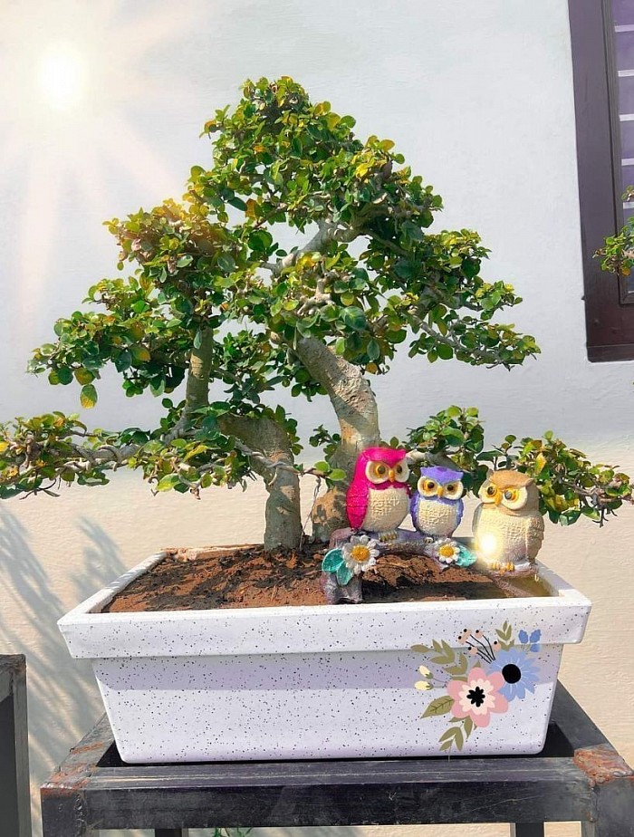 26 Years Old Streblus Asper Bonsai