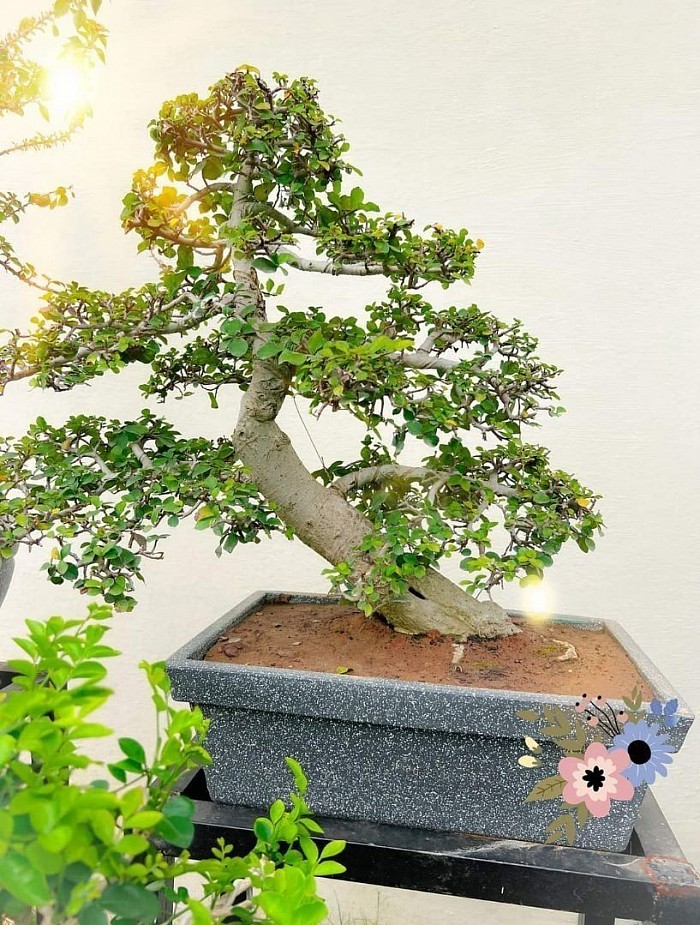 25 Years Old Streblus Asper Bonsai
