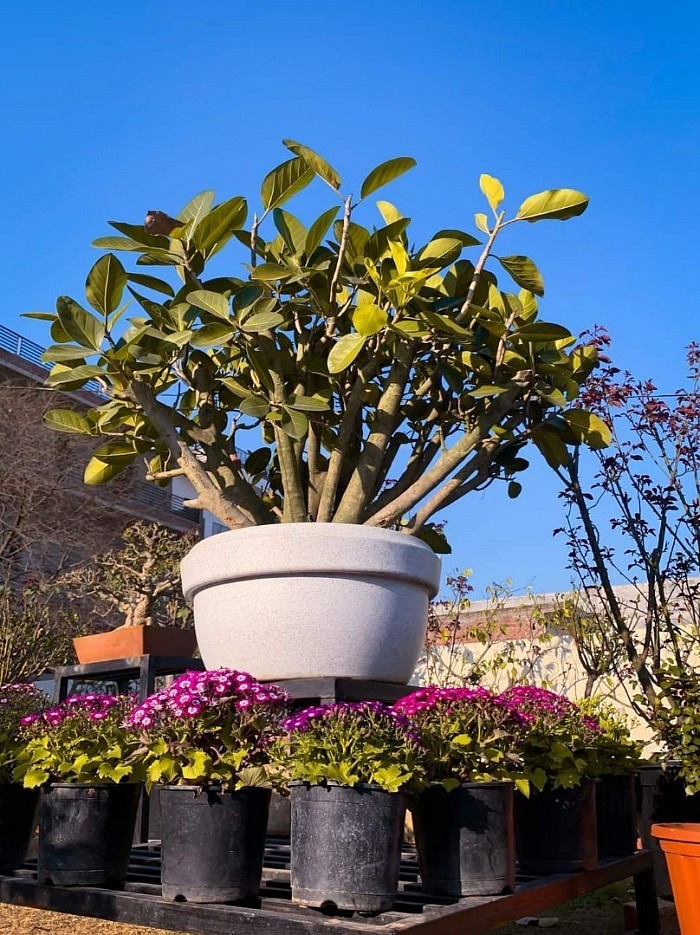 Big Size Banyan Tree Bonsai