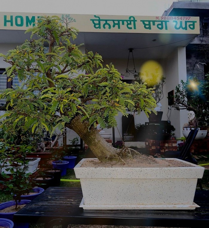 25 Year,s old Tamarind Bonsai