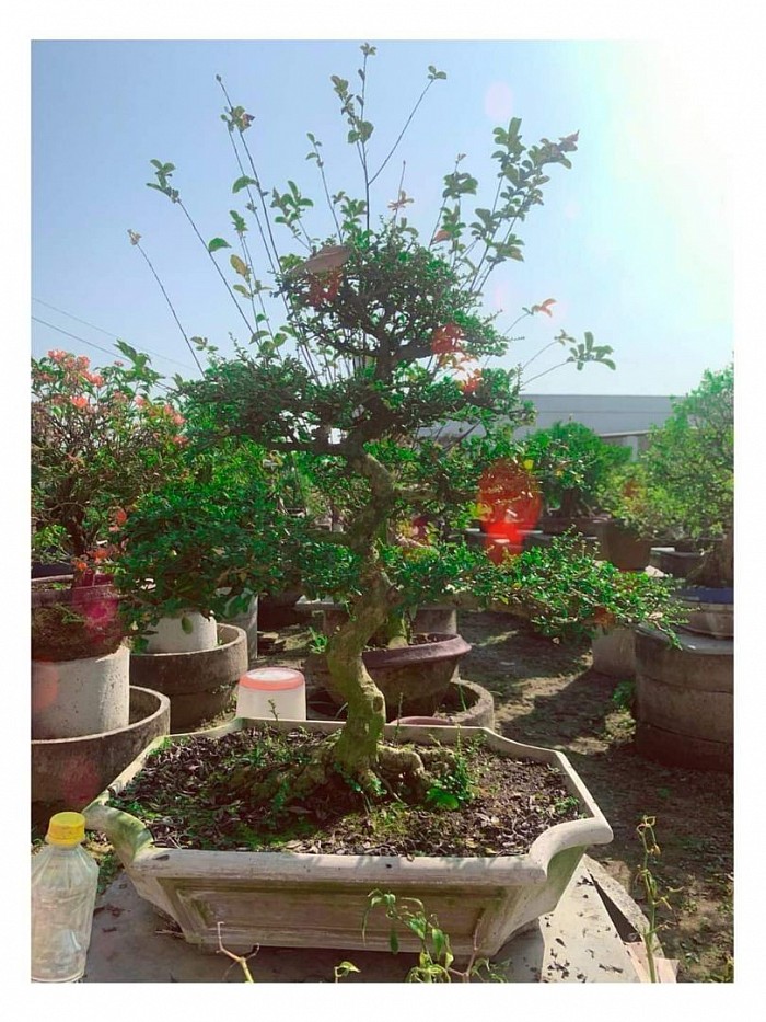 China imported Chinese Elm. Bonsai