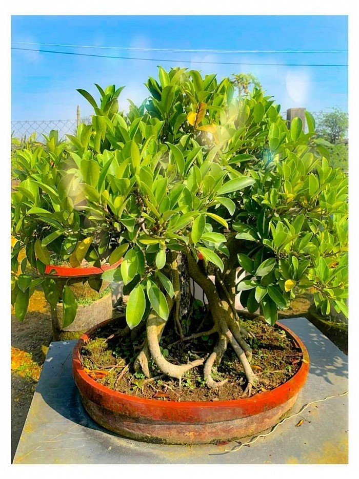This product Already Sold. 28 Years Old Golden Ficus Bonsai