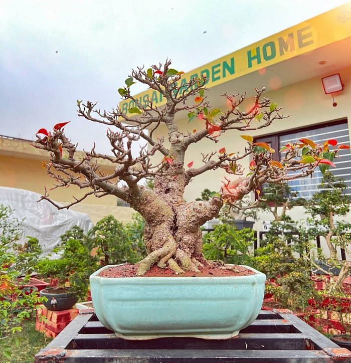 Imported Banyan Tree Bonsai