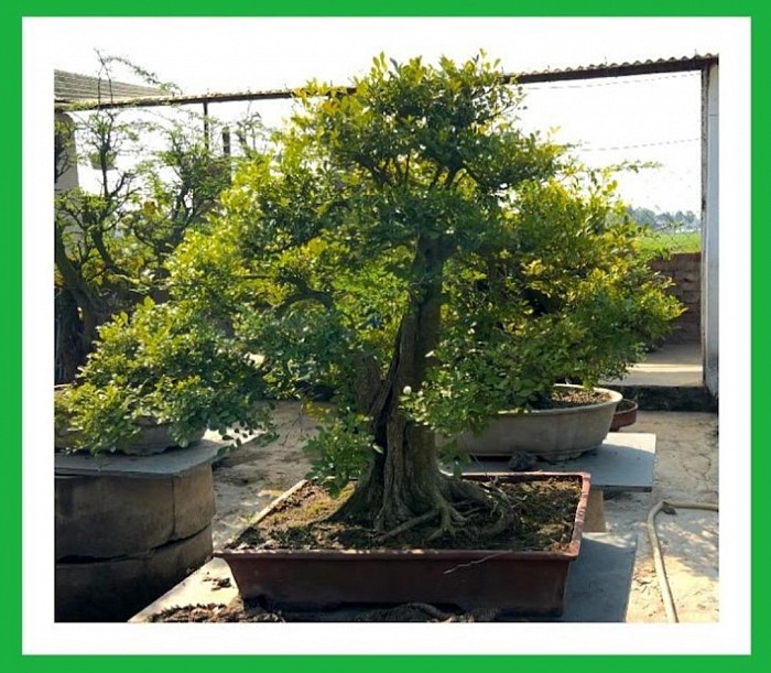 This Product Already Sold. 35 Years Old Kamini Bonsai