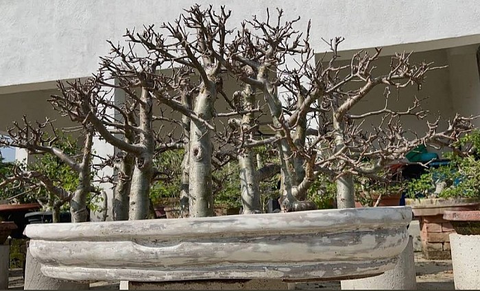 Forest Tree. Coming Soon