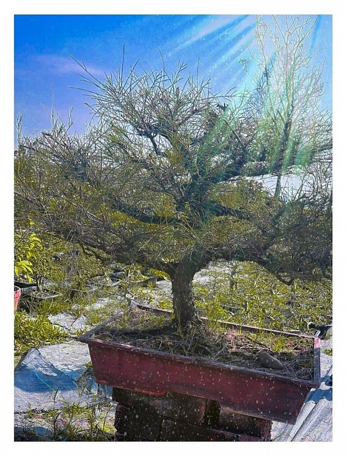 This Product Already Sold. 16 Years Old Pine Bonsai