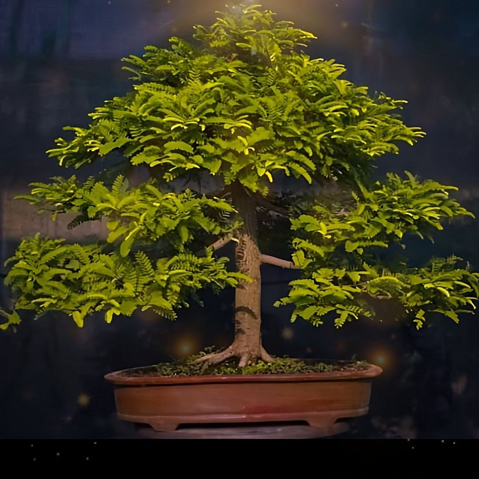 22 Years Old Tamarind Bonsai