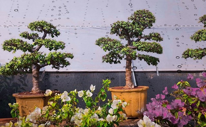 Jad Big Size Bonsai