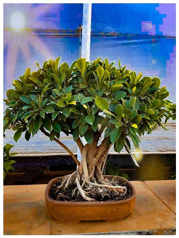 16 Years Old Ficus Bonsai