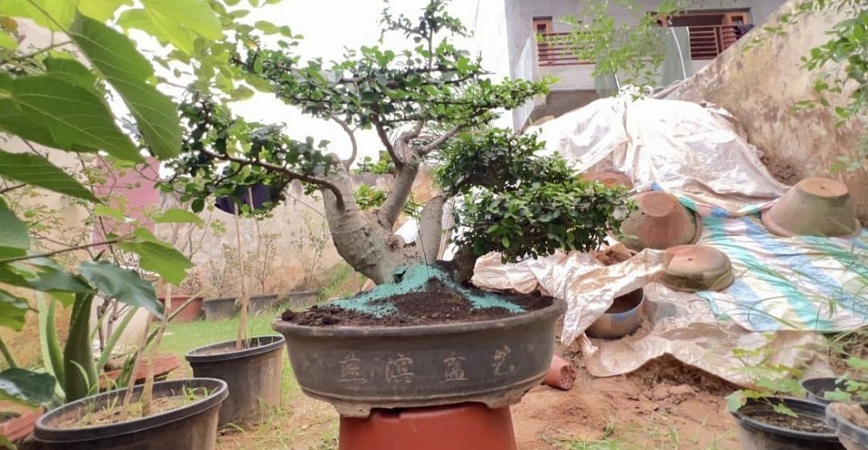 Bonsai Not A Plant __ It's Art & Only True' Fan Know.!